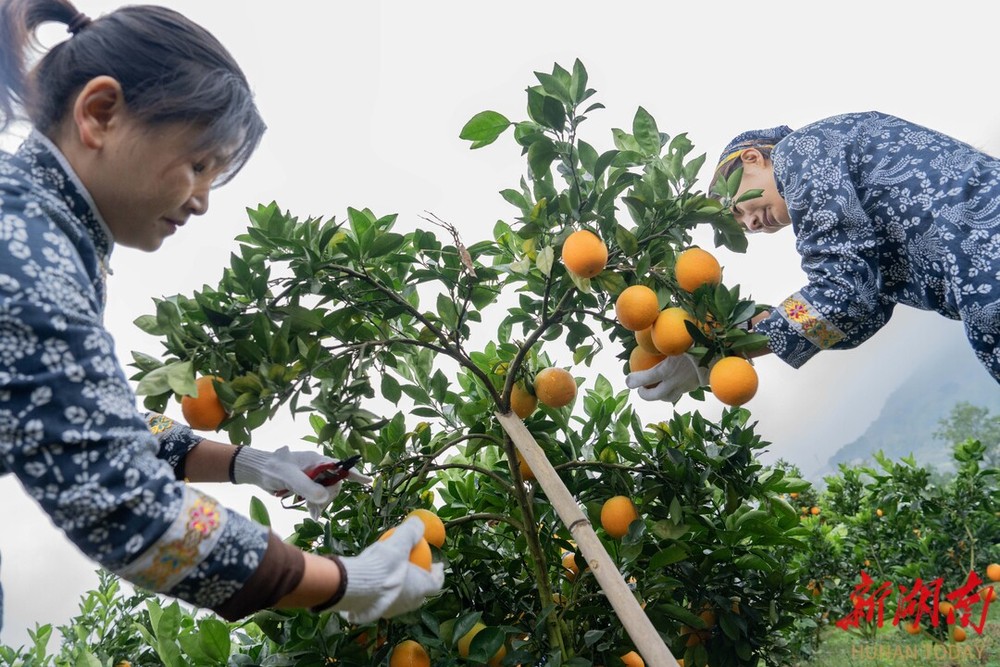 全国网络媒体“湖南e周”主题宣传采访团深入沅澧大地盛赞：“常德是个好地方”(图4)