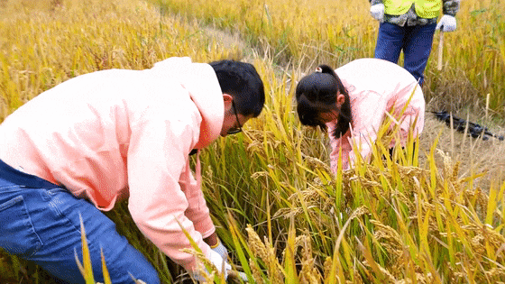 亲子农耕奇遇记：田间地头的欢乐探索《童心总动员》本周精彩剧透(图2)