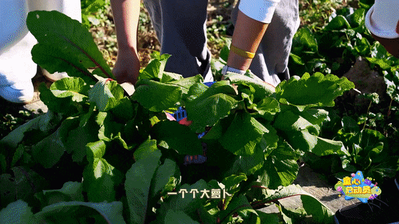 亲子采摘奇遇记:冬季蔬果园的欢乐与收获 《童心总动员》本周精彩剧透(图4)