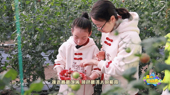 亲子采摘奇遇记:冬季蔬果园的欢乐与收获 《童心总动员》本周精彩剧透(图3)